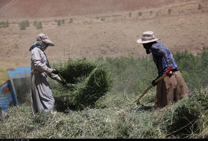 اجرای طرح الگوی کشت تنظیم درآمد کشاورزان را به دنبال دارد