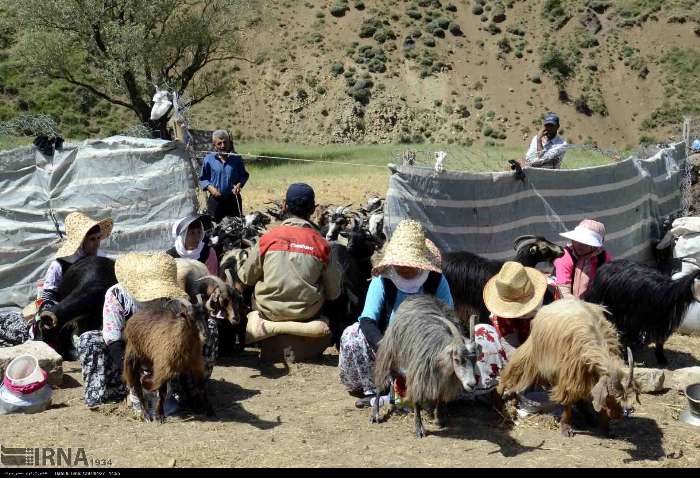 سرشماری دقیق و به‌روز از جامعه عشایری تا پایان تابستان انجام می‌شود