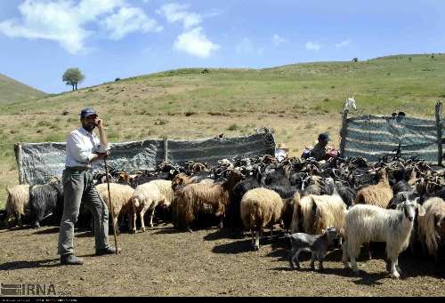 عشایر با داشتن ۶۰ درصد دام کل سمنان سالانه ۹ هزار تن گوشت تولید می‌کنند