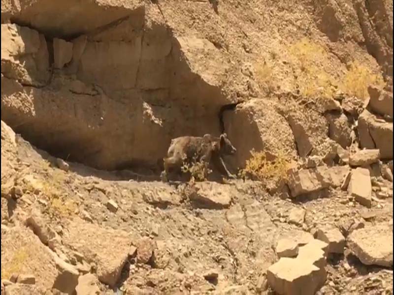 يك گونه خرس قهوه اي كمياب درمسجدسليمان مشاهده شد يك گونه خرس قهوه اي كمياب درمسجدسليمان مشاهده شد