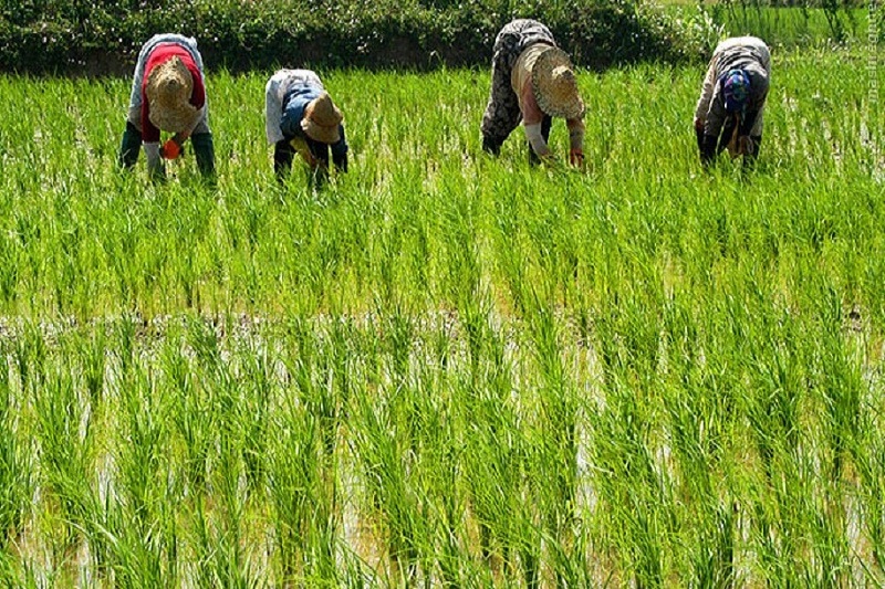 باران از تنش آبي اراضي كشاورزي تالش كاست باران از تنش آبي اراضي كشاورزي تالش كاست