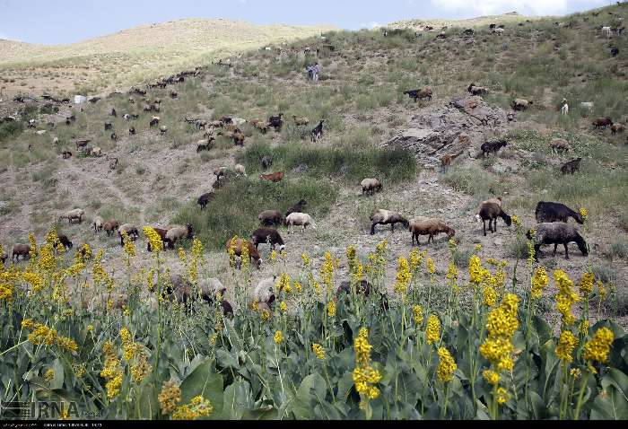 خشکسالی تعلیف غیرمجاز در عرصه های طبیعی خراسان شمالی را افزایش داد