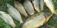 صید آزمایشی ماهی از سد سلمان فارسی جهرم انجام شد