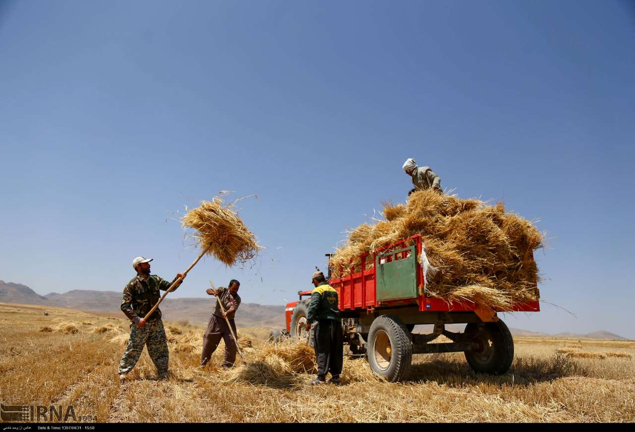 خشکسالی ۳۲ درصد تولیدات زراعی شیروان را کاهش داد
