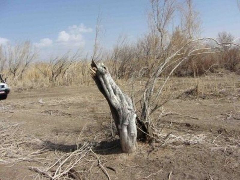 عرصه منابع طبيعي سبزوار با سه جنگلبان حراست مي شود