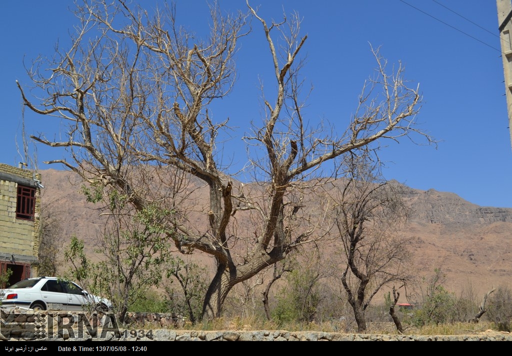 تشنگی در سایه خاموشی؛ باغات چهارمحال و بختیاری در انتظار وعده ۱.۵ میلیون مترمکعب آب