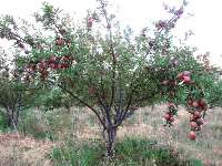 14 هزار هكتار باغ  سیب در سمیرم با خطر خشك شدن مواجه است