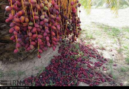 خشكیدگی خرما و دل هایی كه می شكند