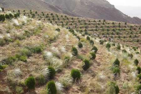 2500 هكتار زمين مستعد جنگل كاري در زنجان شناسايي شد