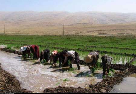 برنج ‌كاران كرمانشاه بر سر دو راهی