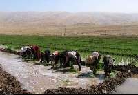 برنج ‌كاران كرمانشاه بر سر دو راهی