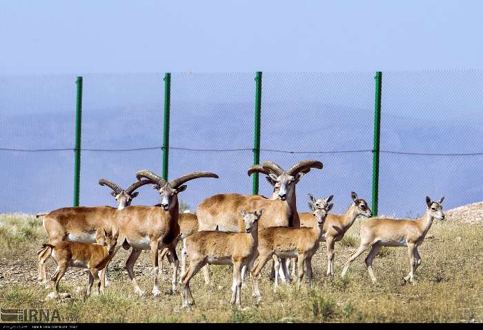 سرشماری پستانداران پارک ملی دریاچه ارومیه آغاز شد