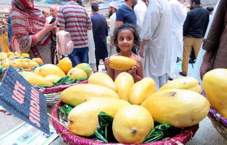 جشنواره ای برای «شاه میوه های» پاكستان