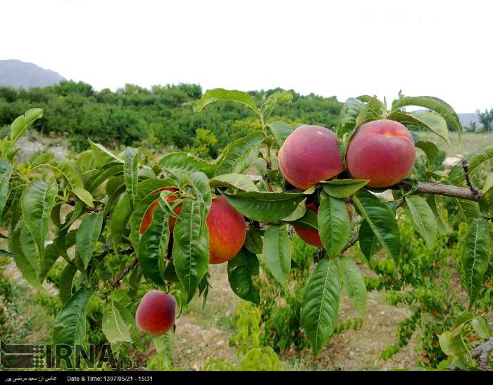 برداشت میوه های هسته دار