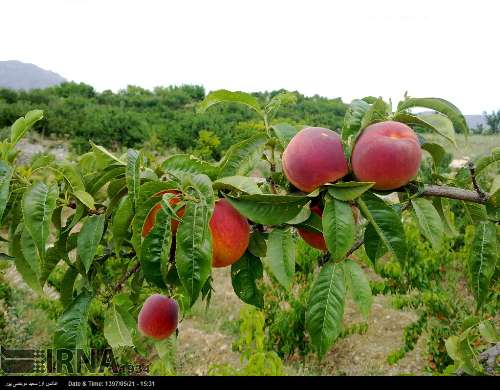 برداشت میوه های هسته دار