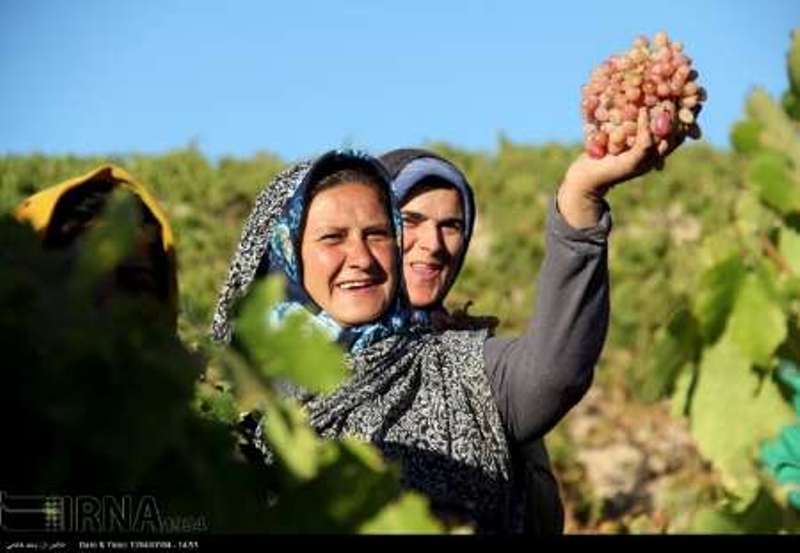 صادرات انگور خراسان شمالي مشكل تعرفه دارد