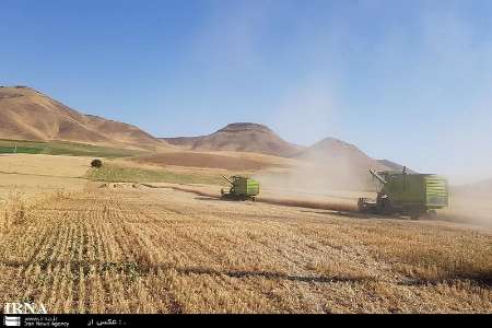 بيش از 85 هزار تن گندم در بوكان خريداري شد