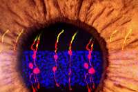 درمان نابینایی با برنامه ریزی مجدد سلول های شبكیه