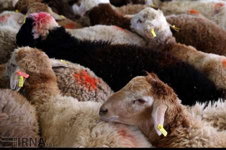 ذبح دام عید قربان در معابر عمومی ممنوع است ذبح دام عید قربان در معابر عمومی ممنوع است