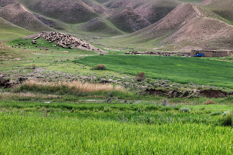 90 درصد از مراتع كشور ممیزی شده است