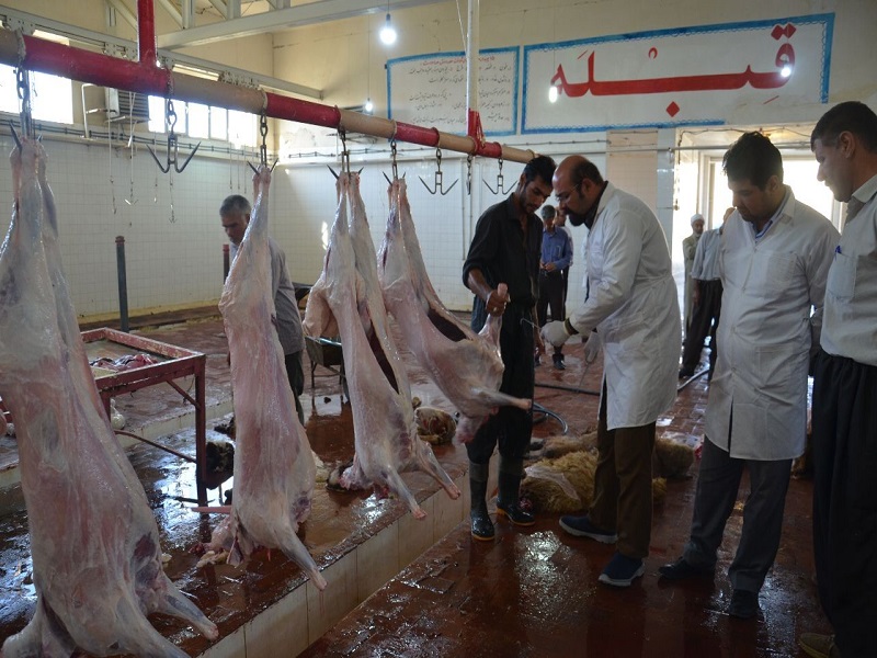 خیرین بیجاری 250 رأس دام قربانی كردند خیرین بیجاری 250 رأس دام قربانی كردند