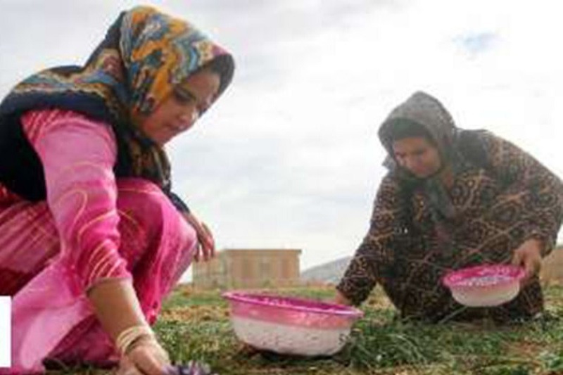 طرح های كشاورزی زنان روستایی در مشگین شهر توسعه می یابد