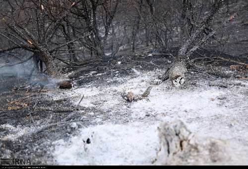 حدود پنج هزار متر از عرصه‌های جنگلی تنکابن و چالوس در آتش سوخت