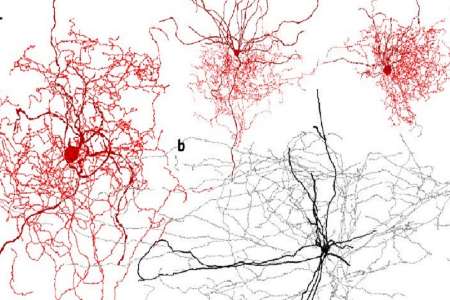 كشف نوع جدیدی از سلول های مغزی