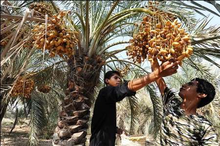 برداشت خارك و رطب در شهرستان خنج آغاز شد