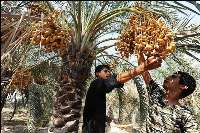 برداشت خارك و رطب در شهرستان خنج آغاز شد