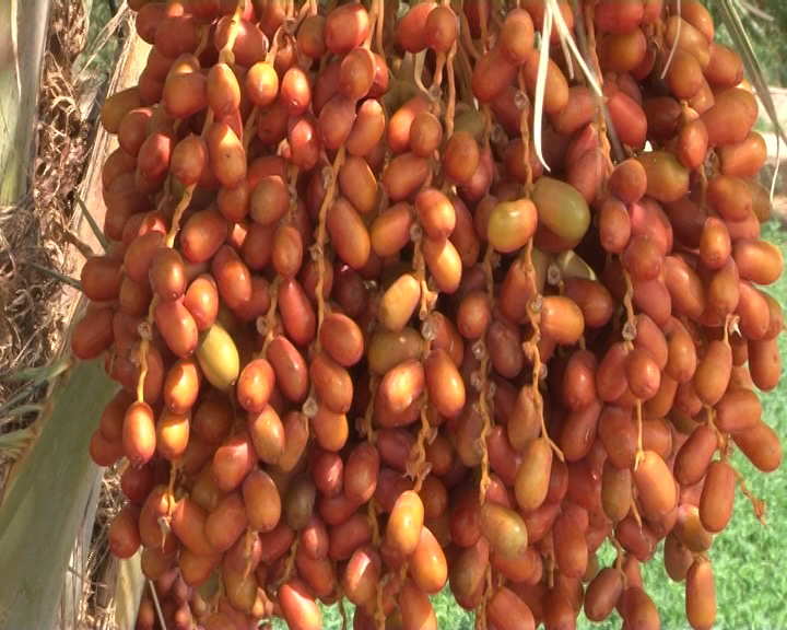 برداشت خرما در خور و بیابانك آغاز شد