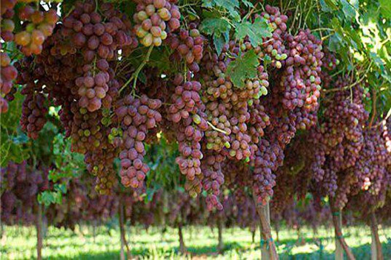 30 درصد باغ های انگور تاكستان داربستی شده اند - ایرنا