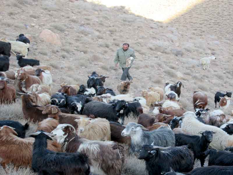 مددجوی بهابادی، كشاورزی روستای زادگاه خود را رونق داد