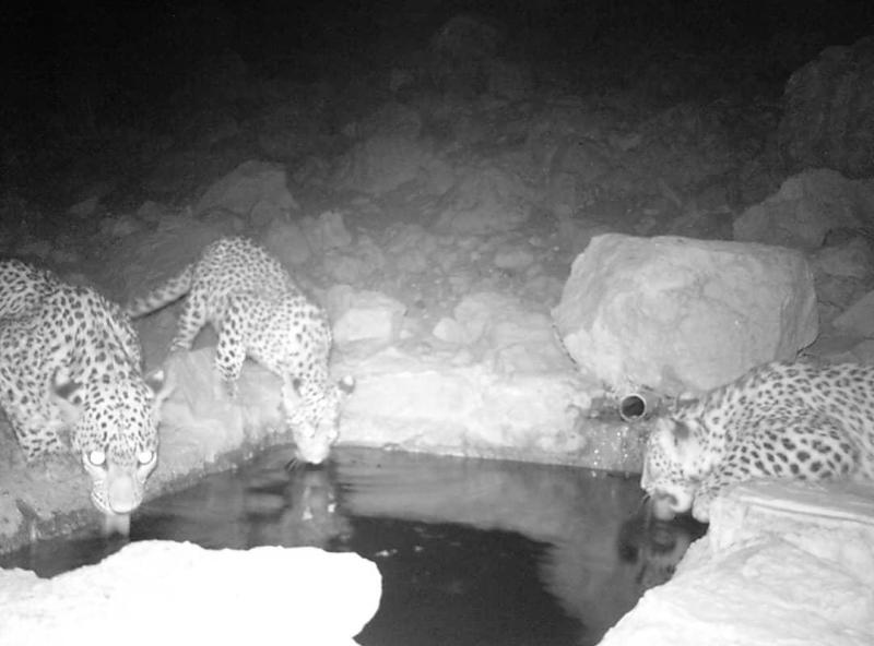 Iran's leopard image recorded for first time in Bakhtegan Iran's leopard image recorded for first time in Bakhtegan