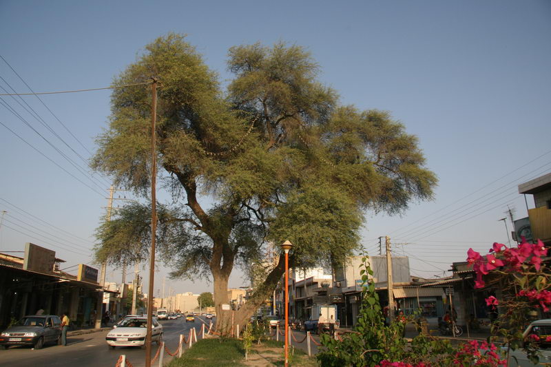 درخت چش كهنسال بوشهر به ثبت ملی رسید درخت چش كهنسال بوشهر به ثبت ملی رسید