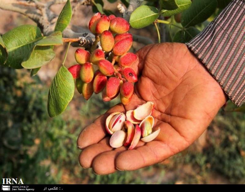 حال ناخوش پسته ایران و كرمان