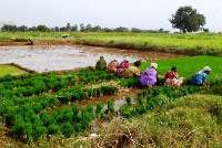 تاثير گازهاي گلخانه اي مزارع برنج بر گرمايش زمين