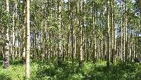ضعف زراعت چوب؛ پاشنه آشيل طرح تنفس جنگل
