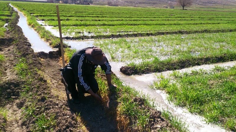 رعایت الگوی كشت، راه برون رفت از مشكل كم آبی