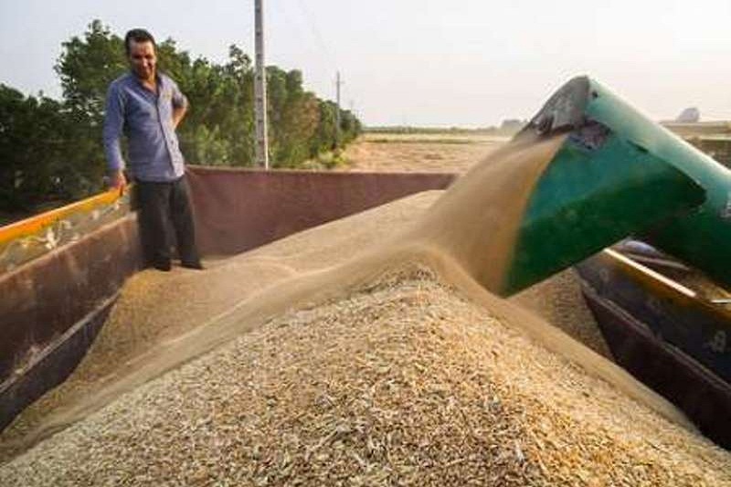 خريد گندم در آذربايجان غربي همچنان ادامه دارد