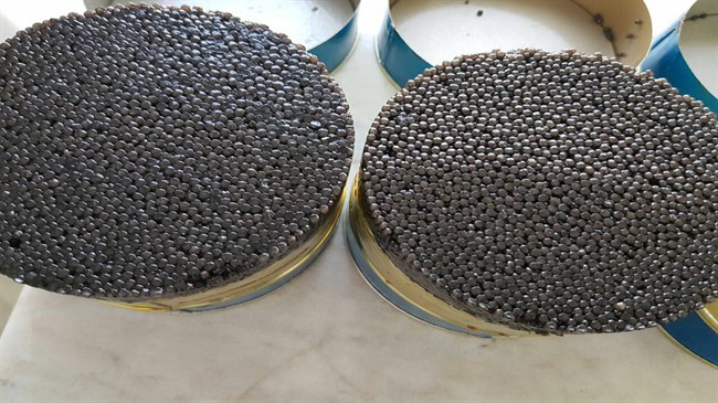 Mazandaran Province caviar production up 30% Mazandaran Province caviar production up 30%