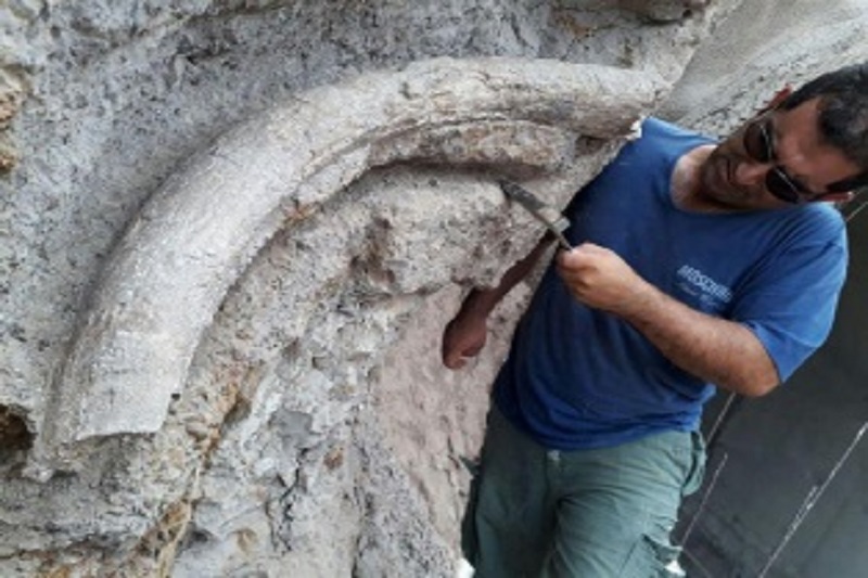 20-million year old fossil discovered in NW Iran 20-million year old fossil discovered in NW Iran