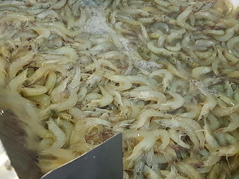 Over 500 tons of shrimps exported from Chabahar Over 500 tons of shrimps exported from Chabahar