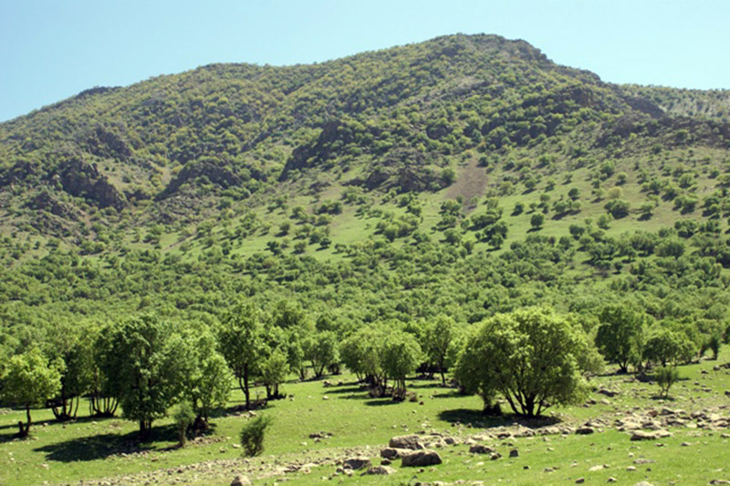 یك هزار و 36 هكتار اراضی كردستان جنگلكاری می‌شود