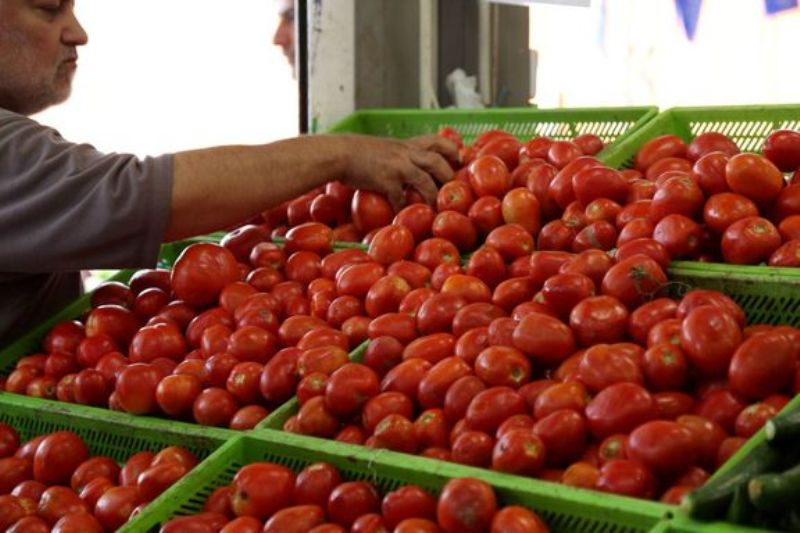 عرضه گوجه فرنگي توسط ستاد تنظيم بازار قزوين آغاز شد