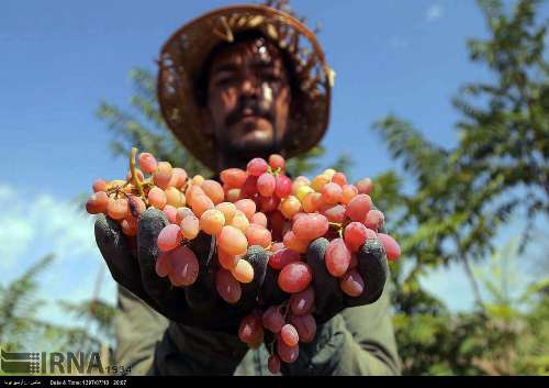 Cosecha de uvas en el noreste de Irán