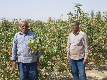 زخم بلاياي طبيعي بر تن رنجور پسته خاتم