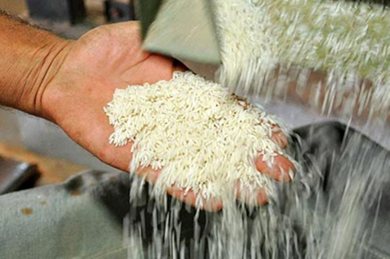 برنج «دونوج» مازندران وارد بازار شد