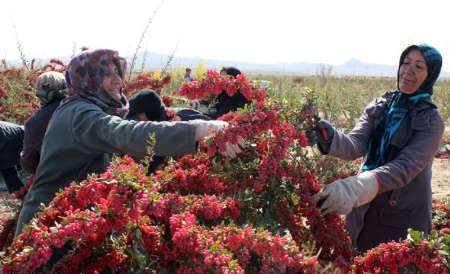 قاینات مقام نخست تولید زرشك را در كشور دارد