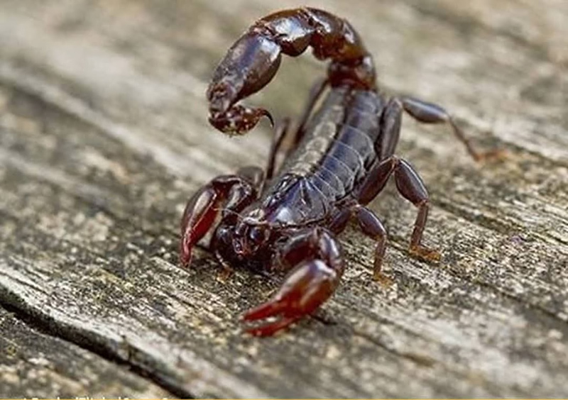 4,000 smuggled scorpions found in a bus in NW Iran 4,000 smuggled scorpions found in a bus in NW Iran